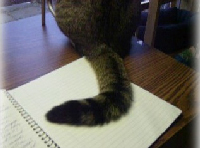 Tabby cat sitting on writer's desk and journal
