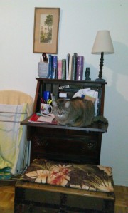 Tabby cat on writer's desk