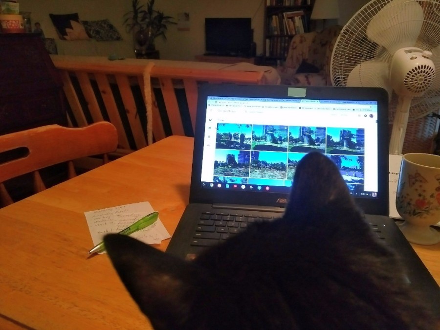 Black cat in front of laptop screen