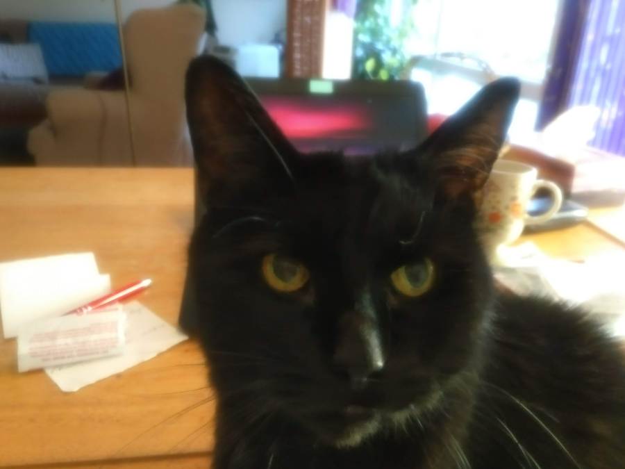 black cat in front of laptop