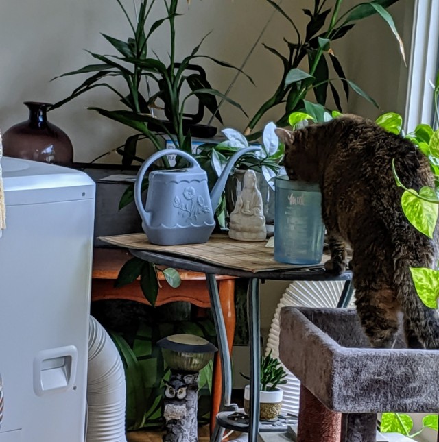 tabby cat drinking plants' water jug