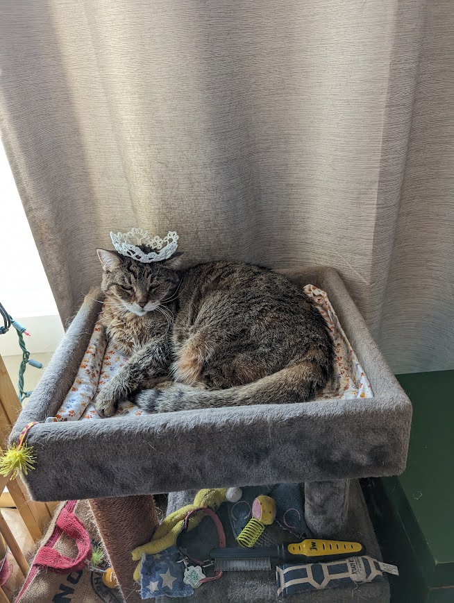 Tabby cat with tiara waking from a nap.